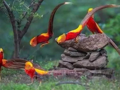 Nuôi chim trĩ bảy màu phải đảm bảo điều kiện gì?