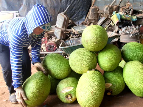Giá Mít Thái cao kỷ lục, nông dân thu lãi lớn