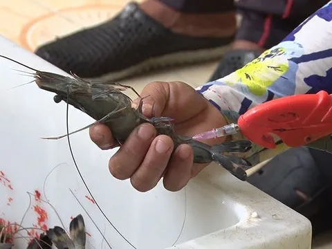 Vụ tôm bơm tạp chất: Phó Thủ tướng yêu cầu các địa phương tăng cường kiểm tra, giám sát