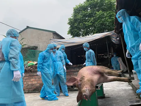 'Đề xuất huy động lực lượng vũ trang chống dịch tả lợn châu Phi'