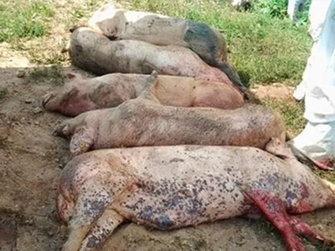 Huế: Xuất hiện thêm ổ dịch tả lợn Châu Phi