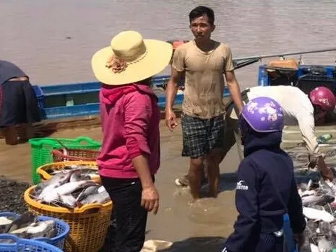 Xác định nguyên nhân 1.000 tấn cá bè chết trắng sông La Ngà?