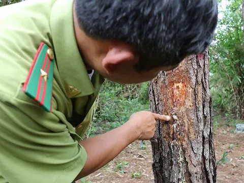 Kẻ chủ mưu đầu độc 3.000 gốc thông ở Lâm Đồng bị bắt