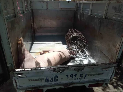 Phát hiện xe tải chở lợn chết vào Đà Nẵng tiêu thụ