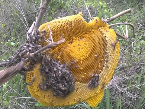 Từ ngày mai (10/6), lấy mật ong rừng sẽ bị phạt đến 3 triệu đồng