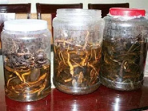 Uống rượu ngâm hạt cây rừng, 3 người chết, 2 người nguy kịch