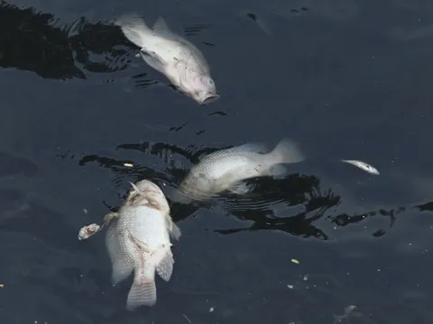 Nguyên nhân sông Tô Lịch đen kịt, cá chết nổi trắng sau khi ngừng nhận nước Hồ Tây