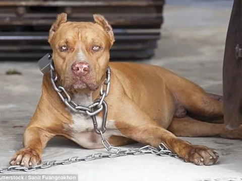 Đắk Lắk: Bé trai 10 tuổi tử vong vì bệnh dại sau khi bị chó cắn