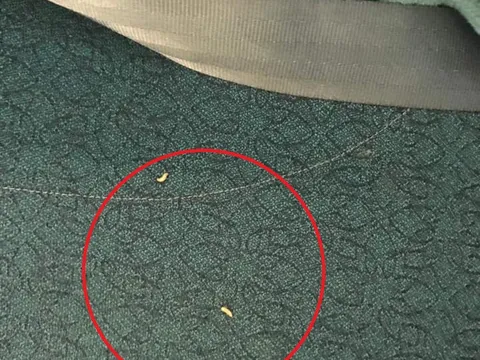 Vietnam Airlines nói gì trước thông tin chăn trên máy bay có giòi?