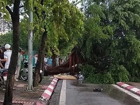 Nam thanh niên bị cây si cổ thụ đổ trúng người, tử vong tại chỗ