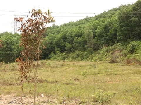 Quảng Ninh: Trục lợi hàng chục tỷ, trách nhiệm thuộc về ai?