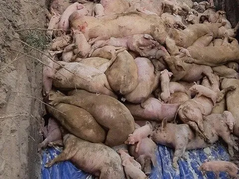 Đồng Nai duyệt chi hơn 800 tỷ đồng hỗ trợ người chăn nuôi lợn bị dịch tả châu Phi