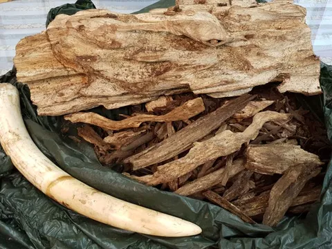 Bắt lô hàng hơn 24 kg nghi ngà voi, trầm hương từ Thái Lan về Việt Nam