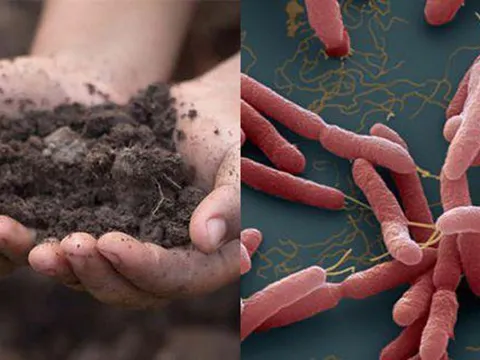 Vụ hai trẻ tử vong vì Whitmore: Phát hiện mẫu đất có chứa vi khuẩn