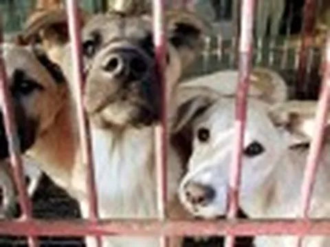 Từ 1/1/2020, không để vật nuôi chứng kiến đồng loại bị giết mổ