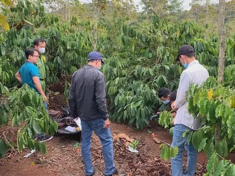 Vụ người phụ nữ bị sát hại, mất bàn tay trong rẫy cà phê: Dòng bình luận bất thường