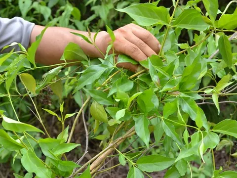 Bị gia đình ngăn cản, người đàn ông có vợ cùng nữ sinh ăn lá ngón tự tử