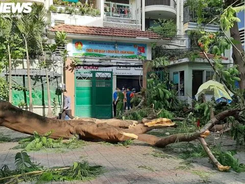 TP HCM: Cây phượng trong sân trường bật gốc khiến nhiều học sinh bị thương, một em tử vong