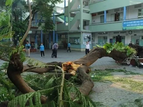 Sở Xây dựng yêu cầu rà soát cây xanh toàn TP.HCM sau vụ cây phượng đè chết1 học sinh