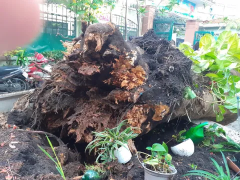 Thầy Hiệu trưởng không 'gù lưng' và chuyện buồn cây phượng vĩ