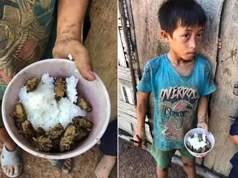 Thực hư thông tin 4 đứa trẻ chia nhau bát cơm ăn chung với xác ve sầu