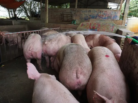 Nghi vấn thao túng giá thịt heo, Thủ tướng chỉ đạo 3 bộ xem xét, xử lý