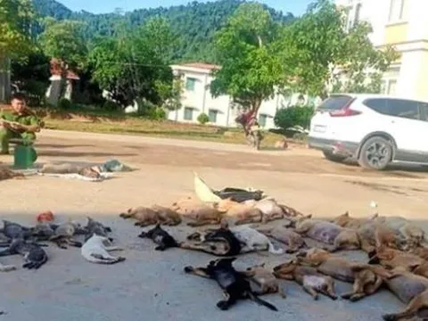 Bắt giữ cặp tình nhân dùng Cyanua đánh bả bắt trộm gần nửa tấn chó, mèo