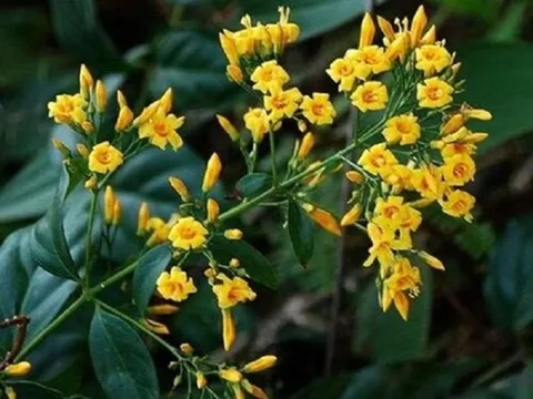 3 phụ nữ tử vong, 2 người nguy kịch nhập viện vì ăn nhầm lá ngón