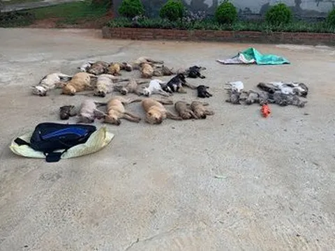 Bộ Công an xem xét kiến nghị tăng hình phạt với hành vi trộm chó