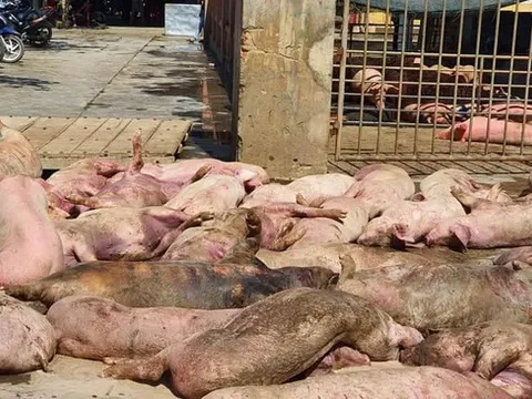 Phát hiện gần 90 con lợn chết bốc mùi hôi thối ngay trước lò mổ