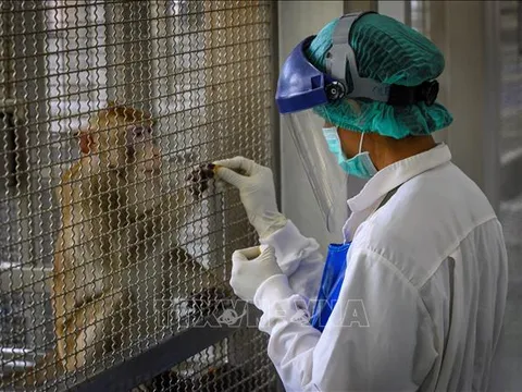 Thái Lan thử nghiệm thành công vaccine ngừa COVID-19 trên khỉ và chuột