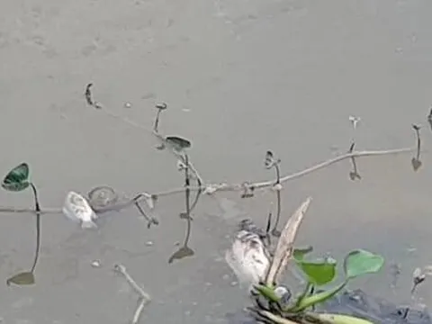 Yên Dũng (Bắc Giang): Cần làm rõ nguyên nhân ô nhiễm môi trường tại xã Tư Mại