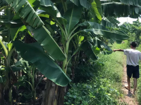 Lời khai của nghi phạm hiếp dâm bé gái 12 tuổi trong bụi chuối ở Hà Nội