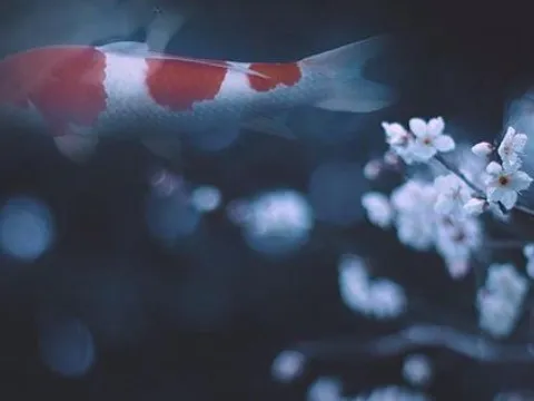 Chúng ta ai cũng từng phí hoài thanh xuân yêu 1 người sau này sẽ làm chồng của người khác