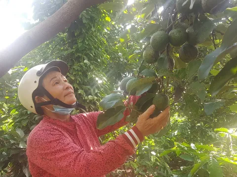 Chiều nay, Thủ tướng Nguyễn Xuân Phúc đối thoại với nông dân lần thứ 3 tại Đắk Lắk