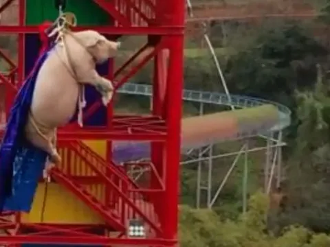 Bắt lợn sống chơi trò mạo hiểm, công viên giải trí Trung Quốc bị cư dân mạng chỉ trích