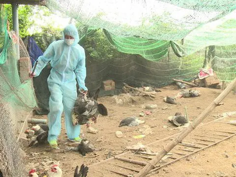 Dịch cúm gia cầm A/H5N6 bùng phát ở 4 tỉnh, thành phố