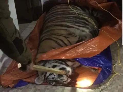 Hà Tĩnh: Phát hiện hổ nặng 250kg trong nhà dân