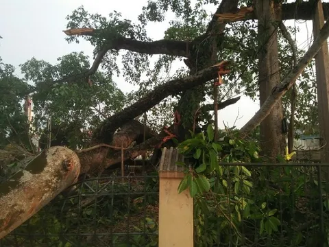 Nghệ An: Cây đa hơn 300 năm tuổi bất ngờ gãy nhánh, 4 học sinh tiểu học bị thương