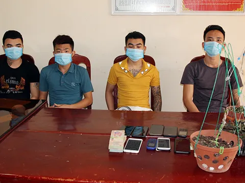 Bắt nhóm đối tượng lừa bán lan 'đột biến' giả, chiếm đoạt 3,5 tỷ đồng