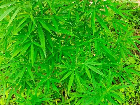 Phát hiện người nước ngoài trồng 3.000m2 cần sa ở bãi giữa sông Hồng