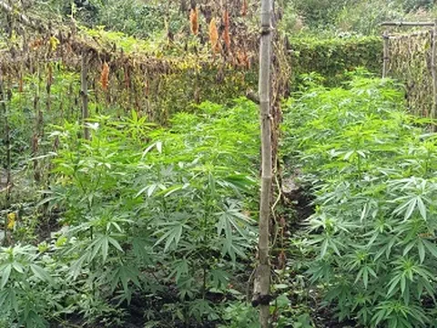 Phát hiện người phụ nữ trồng hơn 200 cây cần sa trong rẫy cà phê ở Đắk Nông