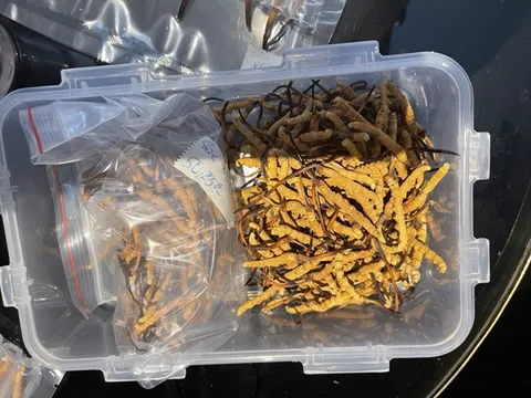 Bắt giữ lô hàng đông trùng hạ thảo không rõ nguồn gốc tại Hà Nội