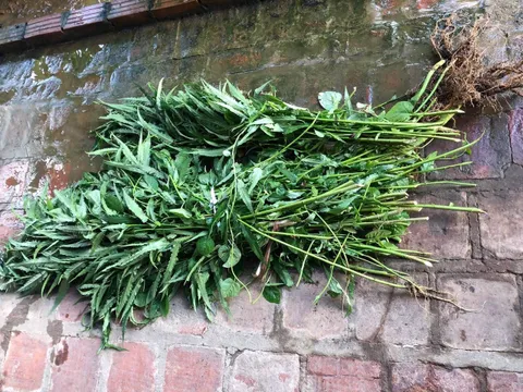 Thanh Hóa: Phát hiện hộ dân trồng 117 cây cần sa trong vườn nhà