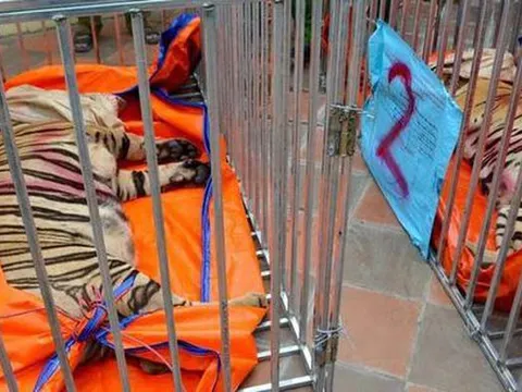 8 trong số 17 con hổ đã chết sau khi phát hiện nuôi nhốt trái phép ở Nghệ An