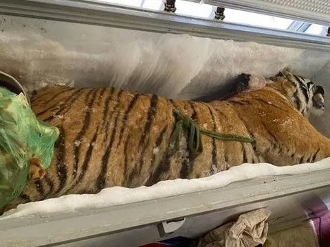 Hà Tĩnh: Phát hiện xác hổ nặng 160kg trong tủ đông lạnh ở nhà dân