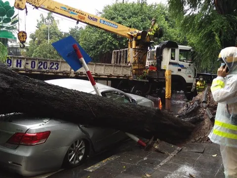 Cây cổ thụ bật gốc, đè bẹp ô tô Camry trong trời mưa lớn ở Hà Nội