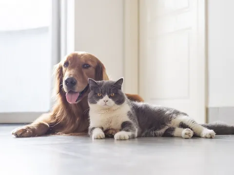 Chó, mèo có lây Covid-19 sang cho người không?