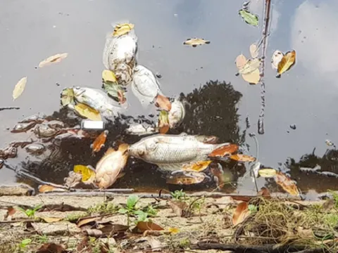 TP.HCM: 2 tấn cá chết hàng loạt trong hồ nước công viên Hoàng Văn Thụ