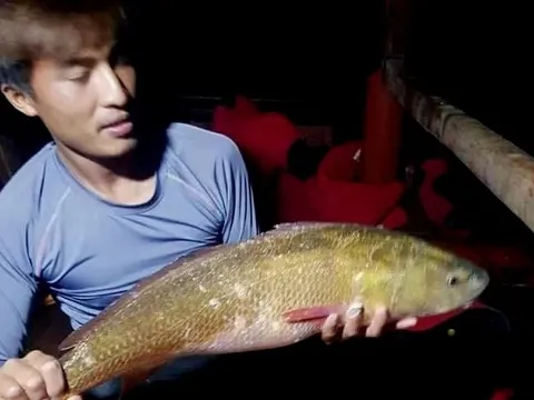 Bắt được cá lạ màu óng ánh nghi cá sủ vàng quý hiếm ở Hà Tĩnh